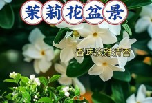 秋季养护茉莉花的技巧（如何让茉莉花在入秋后继续绽放迷人芳香）