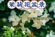 秋季养护茉莉花的技巧（如何让茉莉花在入秋后继续绽放迷人芳香）