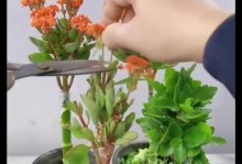 以长寿花换陶瓷盆，打造绿意盎然的居家环境（一种简单实用的植物养护方法）