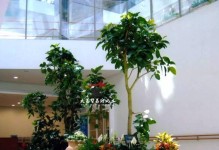 客厅放什么植物风水好（选择适合客厅的植物，创造宜人的环境）