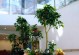 客厅放什么植物风水好（选择适合客厅的植物，创造宜人的环境）