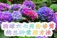 夏季绣球花如何修剪以促使秋季开花（细节指南、关键技巧和正确时机）