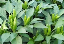 辣椒种植全攻略（从种子到口感，让您观赏辣椒的乐趣倍增）