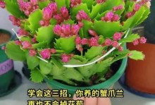 爪兰秋天养护指南（掌握爪兰秋季养护技巧，让您的植物茁壮成长）