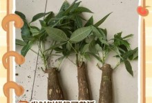 平安树树干腐烂的处理方法（保护平安树的关键，腐烂处置不可忽视）