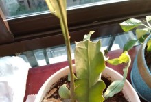 如何避免花朵在盛开前掉落（保护花朵，享受绚丽花海的美妙）