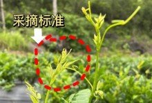 藤植物种植指南（掌握藤植物种植的关键方法和技巧）
