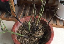 四季玫瑰花黄叶解决方法（保持养护，使玫瑰花叶常青）