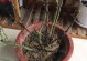 四季玫瑰花黄叶解决方法（保持养护，使玫瑰花叶常青）