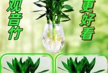 水培观音竹的养殖技巧和养护方法（打造旺盛生长的水培观音竹，让家中充满绿意盎然）