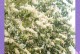 冬天养白丁香花的秘诀（打造温馨冬日花园，白丁香花傲雪凌霜）