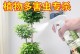 多肉植物红蜘蛛如何治疗？（多肉植物红蜘蛛治疗方法与预防措施）
