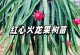 种植火龙果必须知道的土壤条件（如何选择适合火龙果生长的土壤？火龙果种植所需土壤的关键特点）