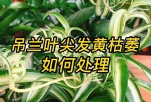 怎样解决吊兰叶尖发黑问题？（掌握正确的养护技巧，让吊兰常青常美）