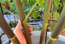 冬天如何照顾大丽花（大丽花养护知识，让它们在寒冷的冬天中绽放美丽）