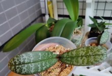 蝴蝶兰老根去除方法（简单有效的蝴蝶兰老根清除技巧）