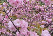 牡丹吊兰的花语与代表意义（探寻花卉文化中的象征与寓意）