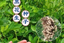 花生（发现花生种植的秘密，让你收获更多！）