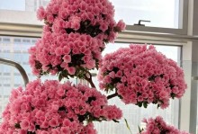 如何处理杜鹃花根部叶子干枯问题（杜鹃花养护技巧，让叶子恢复生机）