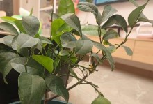 家庭怎样养好柠檬？（掌握这几个方法，就能得到丰硕的果实！）