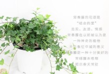 常青藤的养殖方法及技巧（打造美丽花园的常青藤，从种植到繁衍的关键步骤）