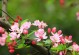 让家里盛开海棠花，营造优美生活环境（海棠花种植指南，轻松打造家居美景）