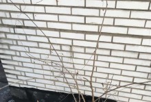 紫藤叶子白点问题解析（紫藤叶子白点成因与治理方法探究）