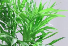 耐阴耐寒花卉大全——适合北方种植的花卉品种介绍（掌握这些知识，打造美丽庭院不是梦！）