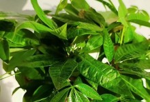 发财树叶子干黄的原因及护理方法（解决发财树叶子干黄的关键是科学养护）