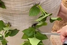 山芋种植全攻略（山芋种植时间、方法及注意事项）