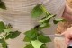 山芋种植全攻略（山芋种植时间、方法及注意事项）