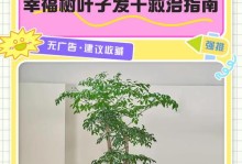 冬天幸福树叶子枯萎如何补救（幸福树叶子干枯怎么办？干燥空气、低温与寒风的克星）