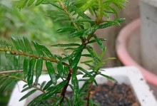 红豆杉的养护指南（关爱红豆杉，打造美丽庭院）