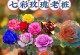打造七彩玫瑰花园，赏心悦目的花海世界（以七彩玫瑰花种植方法为主题，教您如何打造绚丽多彩的花园）