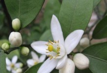 百合花到底是两性花还是单性花？（科学家们对百合花性别之谜的探索）