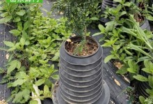 树木花盆的设计与应用（创意设计打造绿色家园）