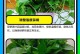绿箩补水之道（探寻绿箩的神奇保湿能力）