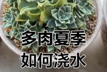 多肉植物的浇水技巧（打造多肉的理想生长环境，保持适度的湿度）