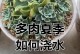 多肉植物的浇水技巧（打造多肉的理想生长环境，保持适度的湿度）
