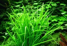 水草，水中的绿色精灵（了解水草的生长环境、分类和作用）