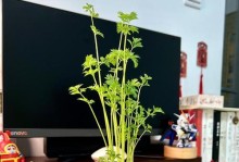 盆景蔬菜（小空间大收获，盆景蔬菜走向热门）