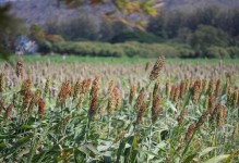 甜杆种植月份详解（从气候、土壤等角度出发，科学选择种植时间）