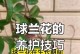 球兰叶子过长的处理方法（解决球兰叶子过长问题的有效方法）