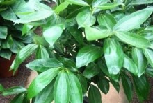 非洲茉莉夏天的浇水技巧（科学浇水，让非洲茉莉在夏天茂盛生长）