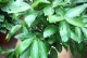 非洲茉莉夏天的浇水技巧（科学浇水，让非洲茉莉在夏天茂盛生长）