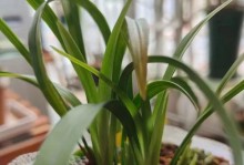 如何养护断根花卉（教你重拾断根花卉新生的秘诀）