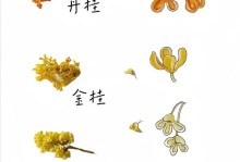 探究丹桂四季开花之谜（丹桂的开花时间、影响因素及生长环境）