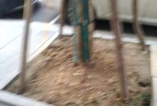 如何正确换土养护桂花树（桂花树换土时间、方法及注意事项，打造美丽花园）