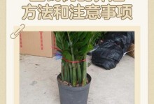 发财树的养殖方法与注意事项（打造绿色财富，掌握发财树养殖秘籍）
