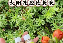 以太阳花换盆的步骤和技巧（掌握以太阳花换盆的关键，让你的花朵焕发新生）
